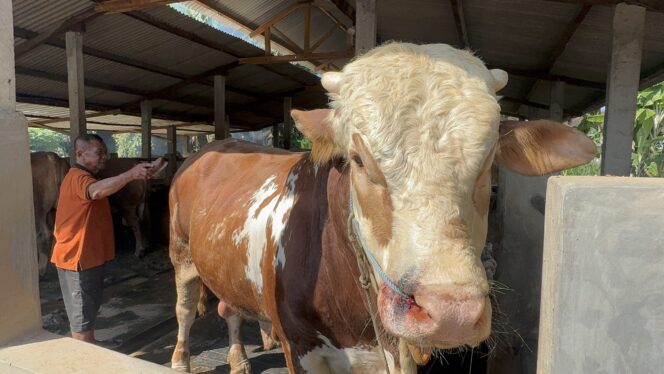 
					Kondisi sapi bernama Bulki milik Nur Hasan peternak di Bogorejo, Sedan, jadi hewan kurban Presiden Prabowo di Kecamatan Pancur, Rembang, Jumat (30/5/2025). (Foto: rembanhsepekan.com)