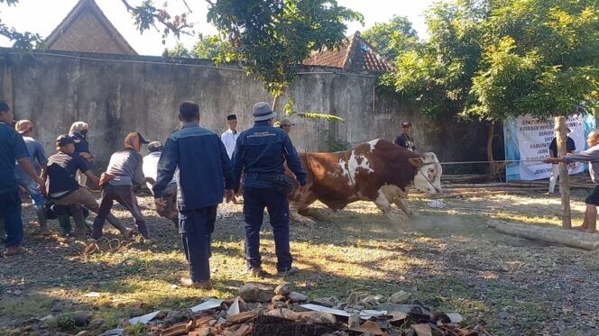 
					Petugas Sempat Kesulitan Sembelih Sapi Kurban Prabowo di Rembang, Beratnya Nyaris 1 Ton