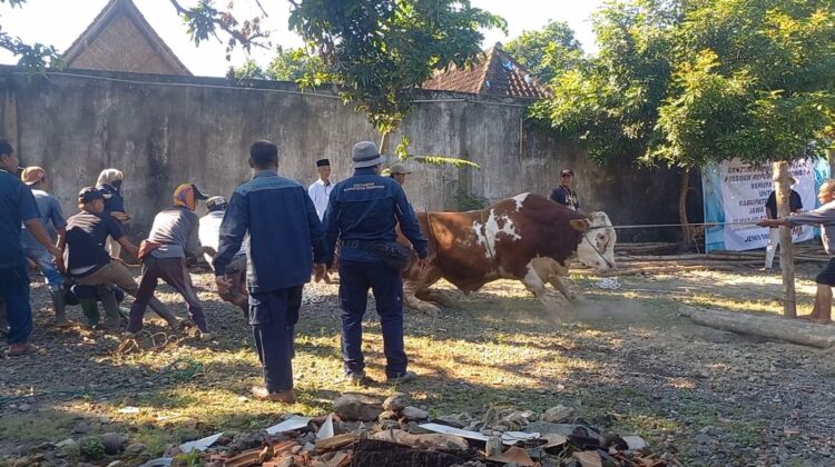 Petugas Sempat Kesulitan Sembelih Sapi Kurban Prabowo di Rembang, Beratnya Nyaris 1 Ton