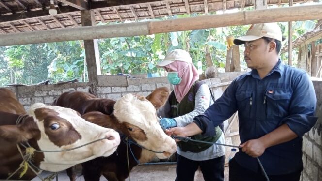 
					Dintanpan Rembang melakukan vaksinasi terhadap 11.766 sapi dan kambing jelang Hari Raya Iduladha. (Foto: rembangsepekan.com)