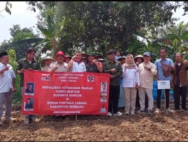 Para Petani Sorgum di Rembang, Jawa Tengah, Santu (9/8/2025). (Foto: rembangsepekan.com)