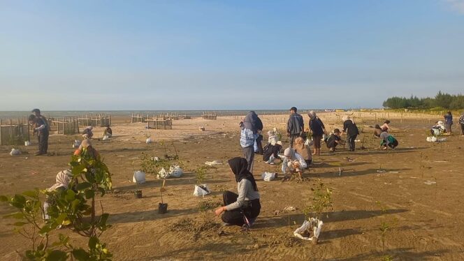 
					Penanaman mangrove di Pantai Pasar Banggi, Rembang, Sabtu (9/8/2025). (Foto: Doni Setiawan/rembangsepekan.com)