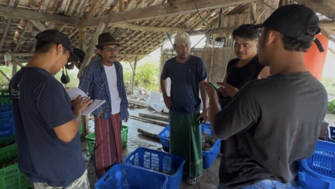 
					Petambak vaname di Tireman, Rembang sedang musim panen. (Foto: rembangsepekan.com)