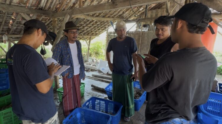 Petambak vaname di Tireman, Rembang sedang musim panen. (Foto: rembangsepekan.com)