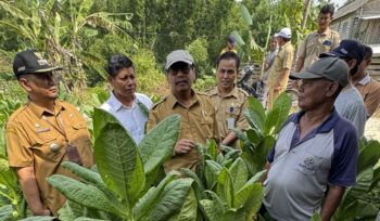 Bupati Rembang Harno meninjau ladang tembakau di Desa Karangharjo, Kecamatan Sulang, hari ini. (Foto: rembangsepekan.com)
