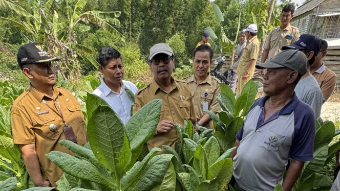 
					Bupati Rembang Harno meninjau ladang tembakau di Desa Karangharjo, Kecamatan Sulang, hari ini. (Foto: rembangsepekan.com)