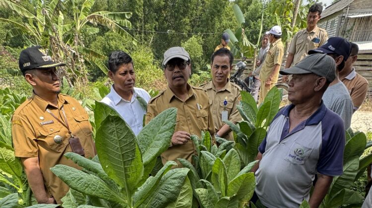 Bupati Rembang Harno meninjau ladang tembakau di Desa Karangharjo, Kecamatan Sulang, hari ini. (Foto: rembangsepekan.com)