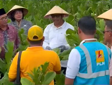 PANEN TEMBAKAU - Bupati Rembang, Harno bersama warga Desa Kuangsan melaksanakan panen raya tembakau. Foto : Ist/Rembang Sepekan.