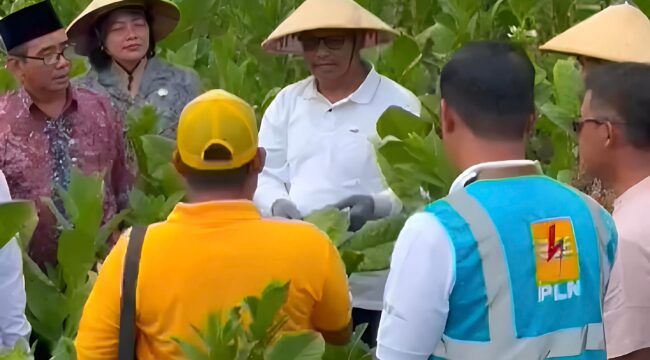 PANEN TEMBAKAU - Bupati Rembang, Harno bersama warga Desa Kuangsan melaksanakan panen raya tembakau. Foto : Ist/Rembang Sepekan.