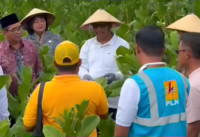 
					PANEN TEMBAKAU - Bupati Rembang, Harno bersama warga Desa Kuangsan melaksanakan panen raya tembakau. Foto : Ist/Rembang Sepekan.