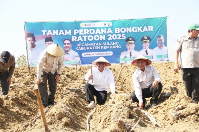 
					Bupati Rembang Harno mencangkul lahan tebu untuk tanam tebu perdana atau Bongkar Ratoon di Desa Kerep, Kecamatan Sulang hari ini. (Foto: rembangsepekan.com)