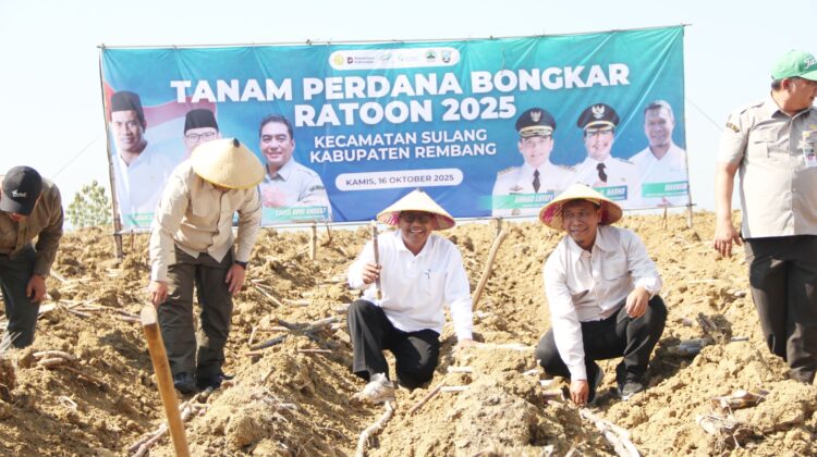 Bupati Rembang Harno mencangkul lahan tebu untuk tanam tebu perdana atau Bongkar Ratoon di Desa Kerep, Kecamatan Sulang hari ini. (Foto: rembangsepekan.com)