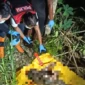 Polisi mengevakuasi mayat remaja terkubur di perkebunan Desa Gandrirojo, Sedan, Rabu (29/4/2026) petang. Foto: rembangsepekan.com