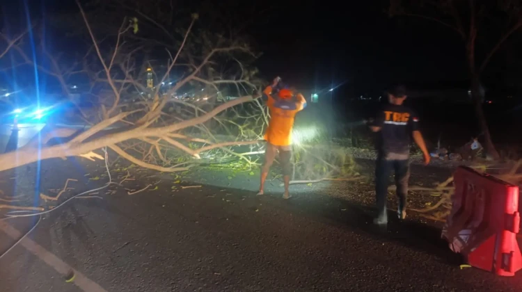 BPBD Rembang mengevakuasi pohon di tepi Jalur Pantura Pasarbanggi, Rembang, yang nyaris tumbang, Selasa (30/6/2026) malam. Foto: rembangsepekan.com