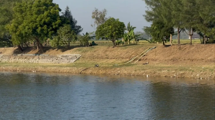 Petani di sekitar Embung Rawasetro memanfaatkan air untuk pertanian. Foto: rembangsepekan.com